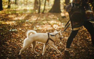 Dog Adventure Service Is Coming Soon to Hearts at Home Pet Sitting