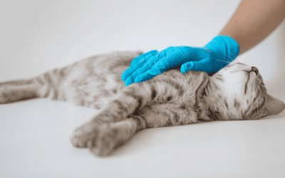 Pet Poison Prevention