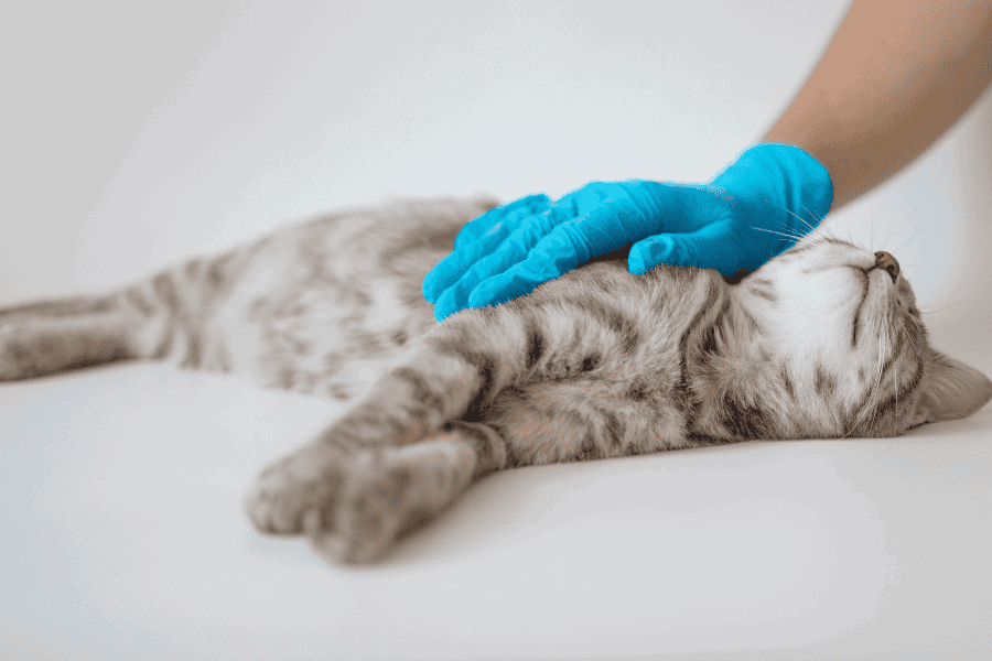 Pet Poison Prevention Blog