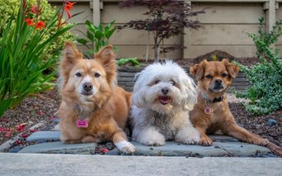 Keeping Yorktown Pets Healthy