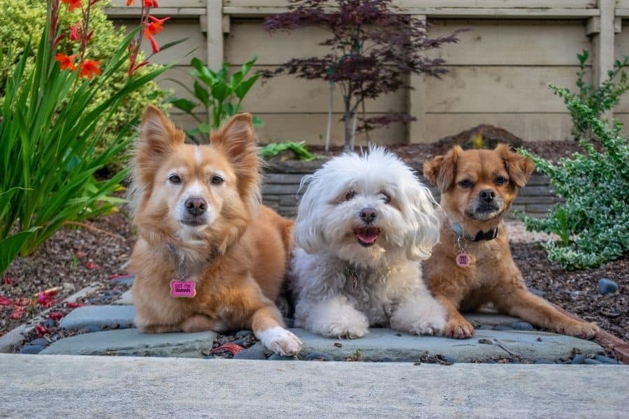 Keeping Yorktown Pets Healthy