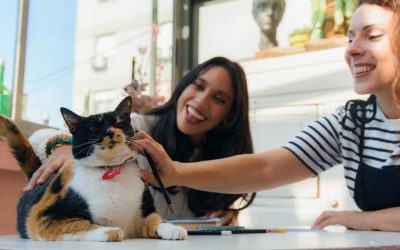 Pet Sitters Conferences