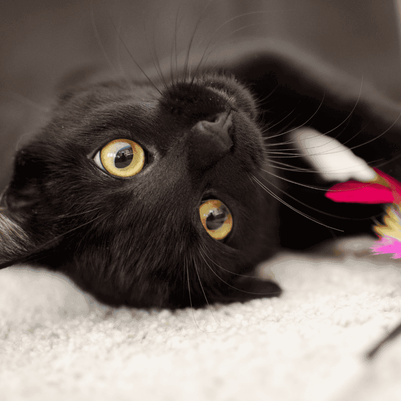 Cat Lover's Month: Cats Are Wonderful Companions