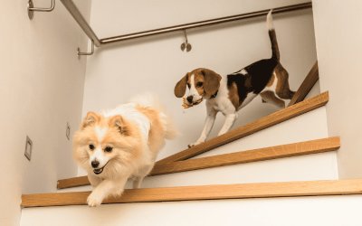 Cozy Winter Activities for Pets & People