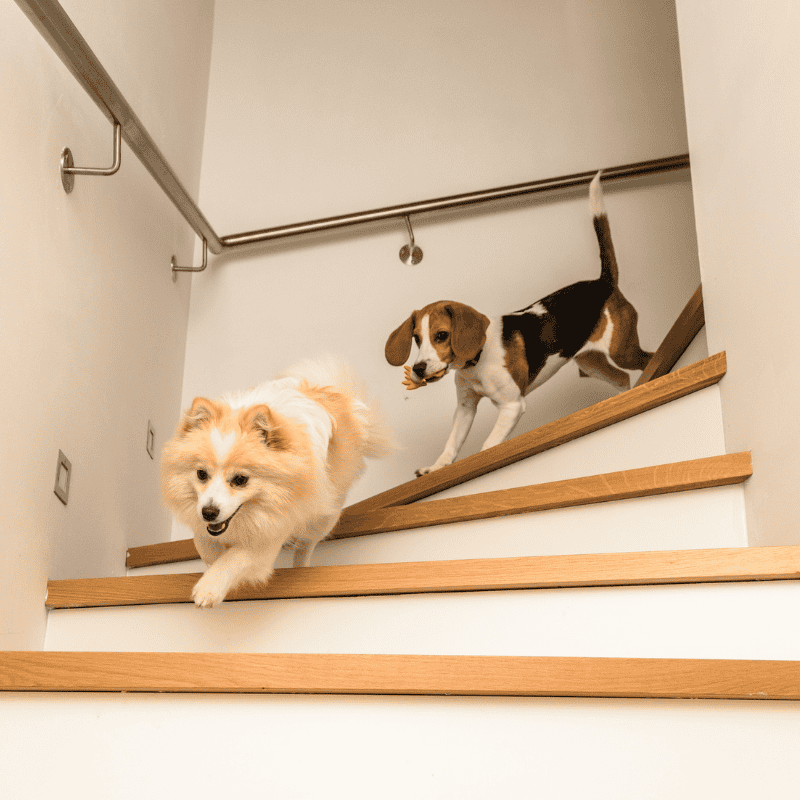 Cozy Winter Activities for Pets & People- Create Indoor Obstacle Courses (1)