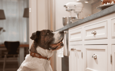 Top Holiday Safety Tips for Pets