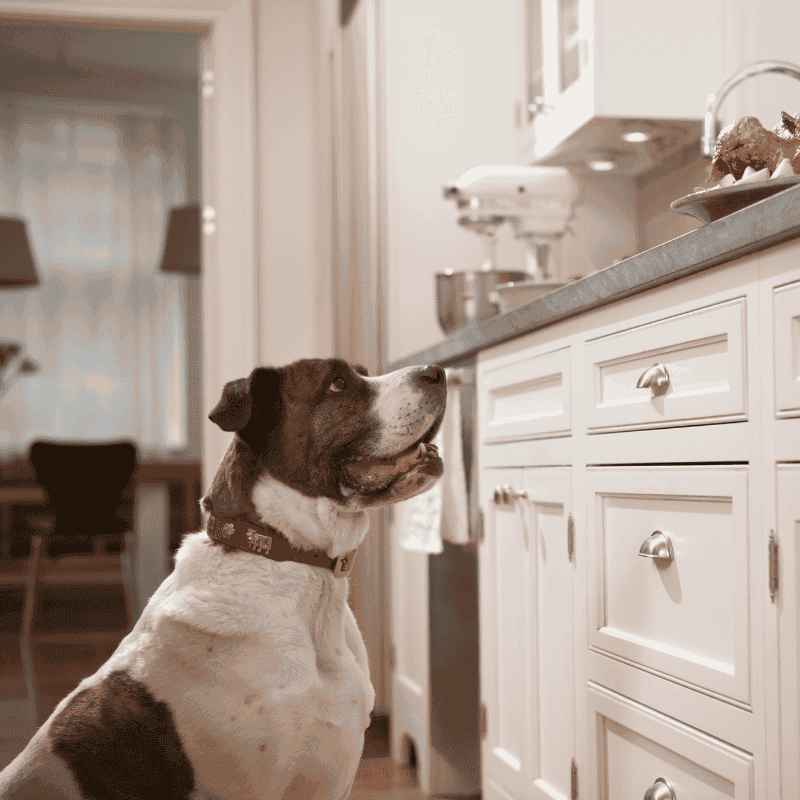 Top Holiday Safety Tips for Pets: Food & Drink