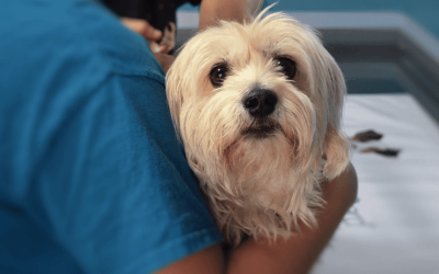 Are Pets Getting Sick from Purina?