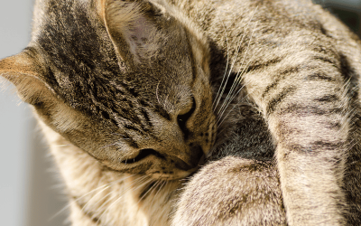 Five Ways to Connect with a Newly Adopted Cat