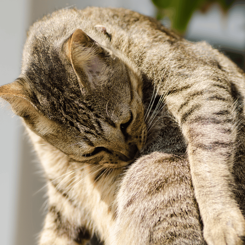 Five Ways to Connect with a Newly Adopted Cat: Learn Feline Behavior