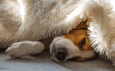 Keeping Pets Warm During a Freeze