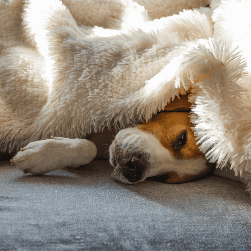 Keeping Pets Warm During a Freeze: Indoors