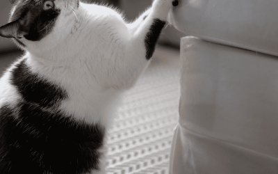 Cats Do the Darndest Things