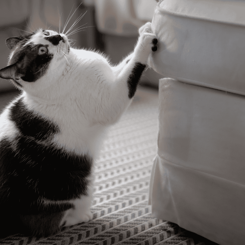 Cats Do the Darndest Things: Scratching