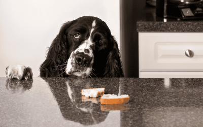 Dogs Do the Darndest Things