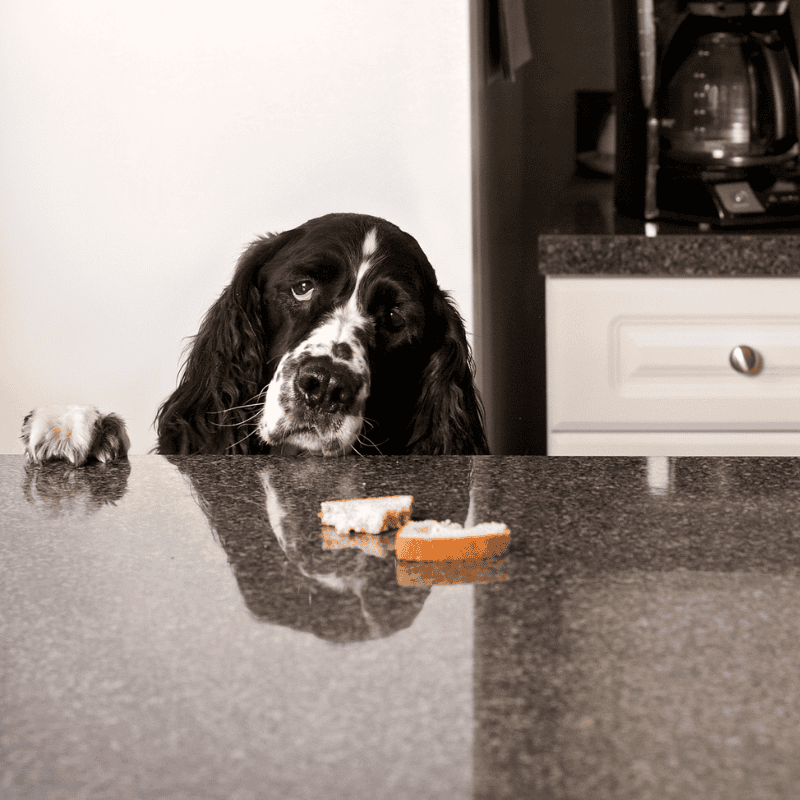 Dogs Do the Darndest Things: Counter-Surfing