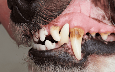 National Pet Dental Health Month & Dogs