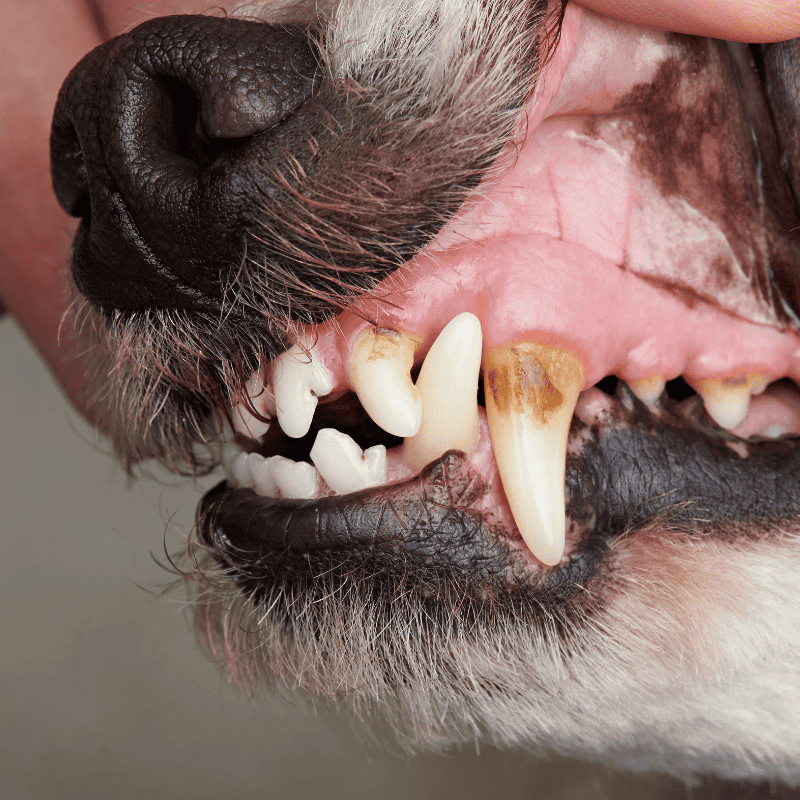 National Pet Dental Health Month & Dogs