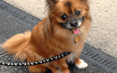 Celebrating K9 Veterans Day