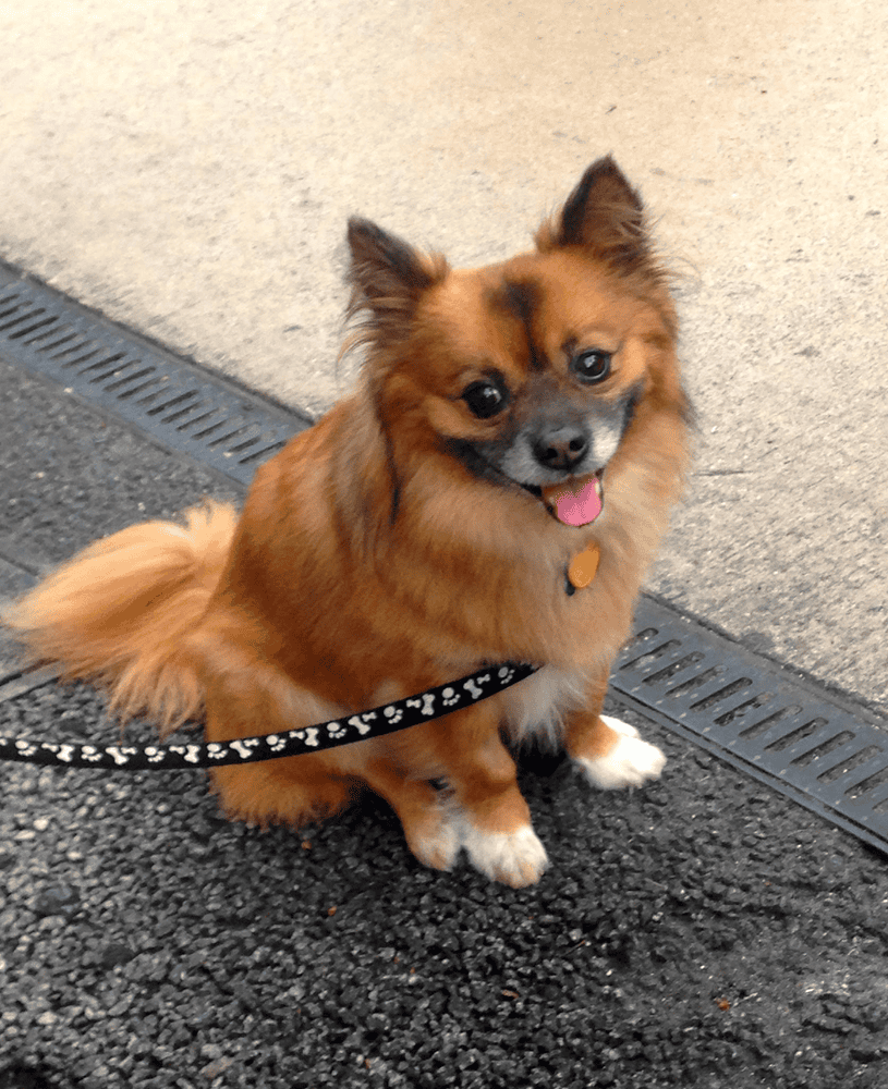 Celebrating K9 Veterans Day- The Roles of Military K9s (1)