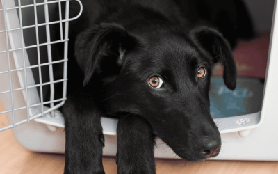 How Long Should Dogs Be Crated and Why?