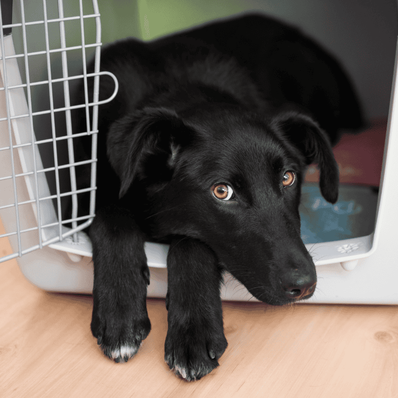 How Long Should Dogs Be Crated and Why? Time Limits