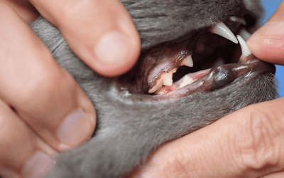 National Pet Dental Health Month & Cats