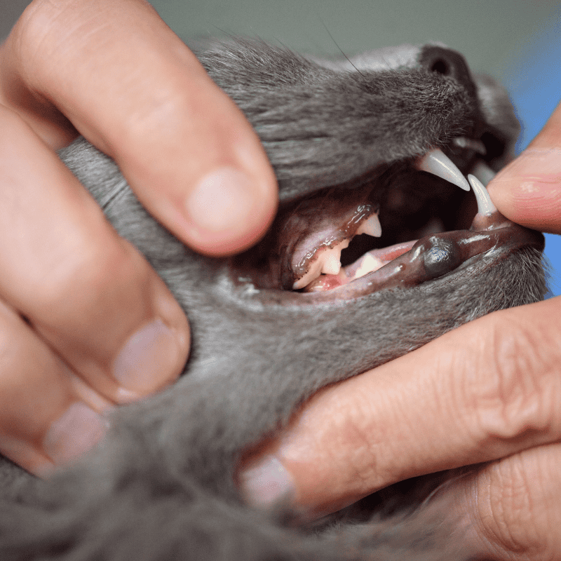 National Pet Dental Health Month & Cats- Veterinary Care (1)