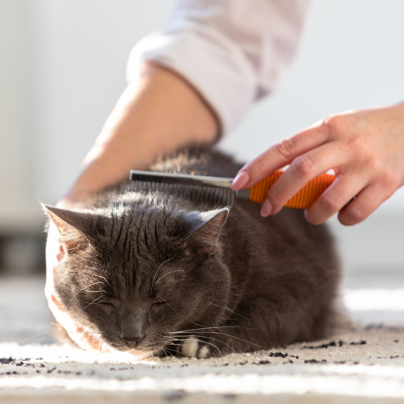 A Guide to Cat Grooming: Brushing or Combing Hair