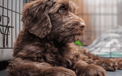 Crating Done Right: Keeping Your Dog Happy and Secure