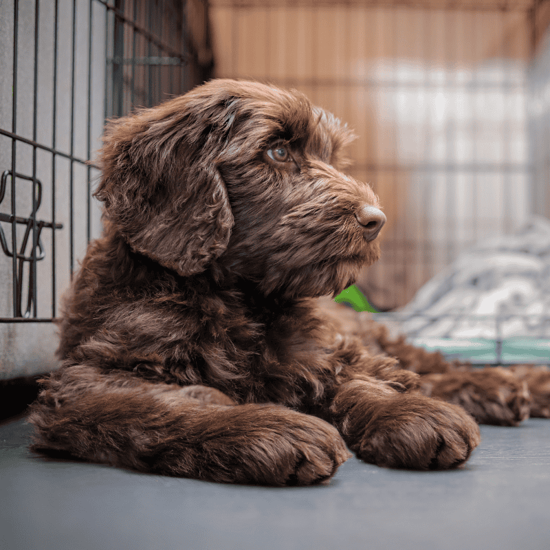 Crating Done Right: Keeping Your Dog Happy and Secure