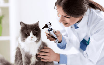 When to Take Your Pet to the Vet