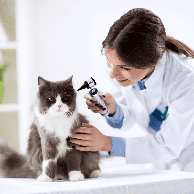 When to Take Your Pet to the Vet: Routine Checkups