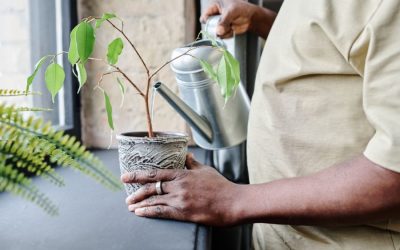 Home Care With or Without Pets