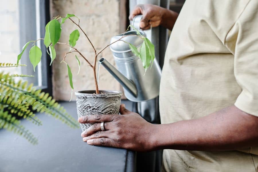 Person watering a small potted plant indoors by the window in Newport News, Virgini