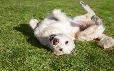 How Dog Walks Save the HoliDAYS!