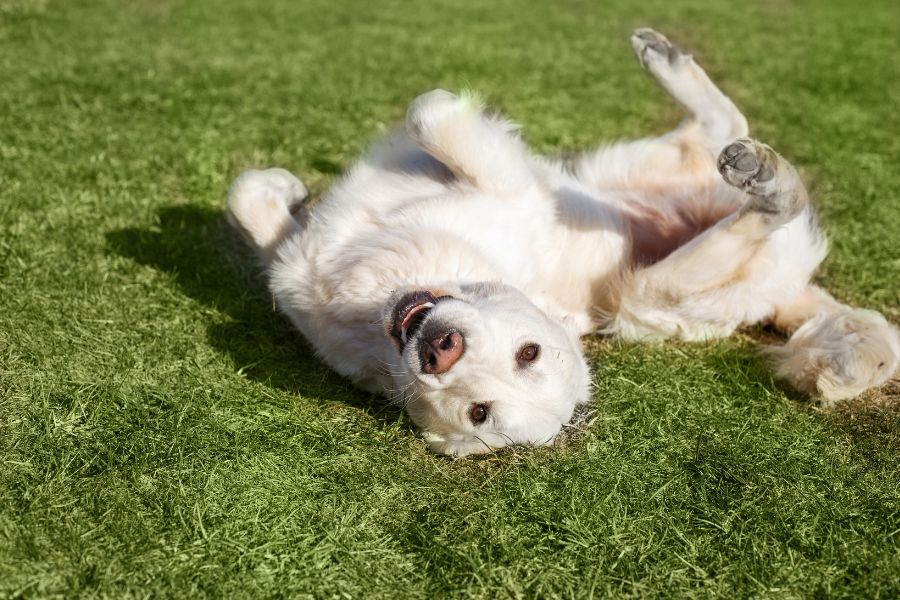Happy golden retriever rolling on the grass in Yorktown