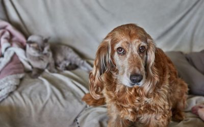 The Benefits of Adopting a Senior Cat or Dog