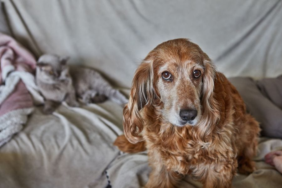 Senior Cocker Spaniel dog sitting on a couch beside a gray cat, representing the benefits of adopting senior pets in Hampton, Virginia
