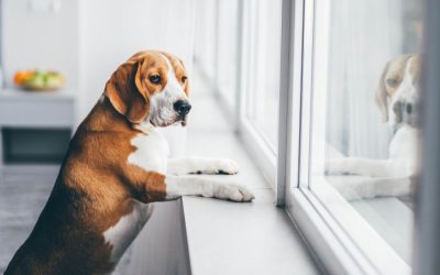 Help Your Pets Adjust To Your New Workday: A Guide for Peninsula Area Federal Workers Returning to the Office