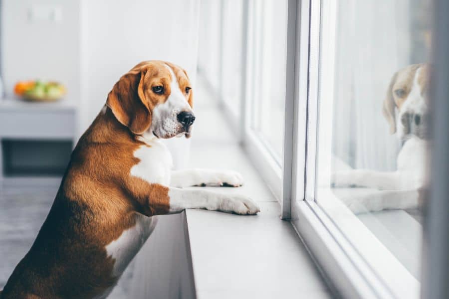 Beagle standing on its hind legs looking out a window.