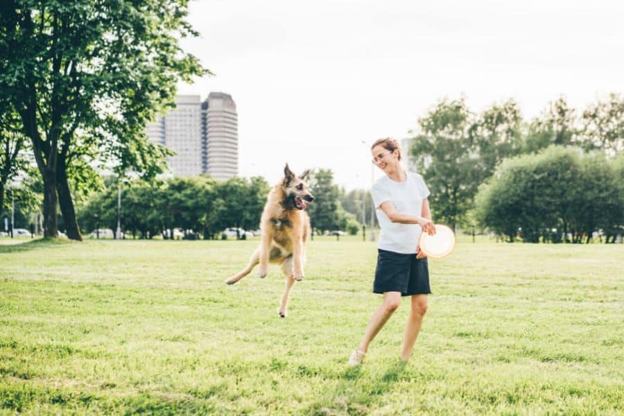Woman playing frisbee with a Belgian Tervuren dog in a park
