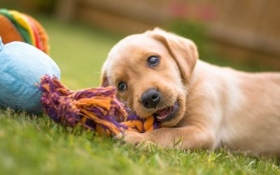 The Top 6 Things You Should Focus on With a New Puppy