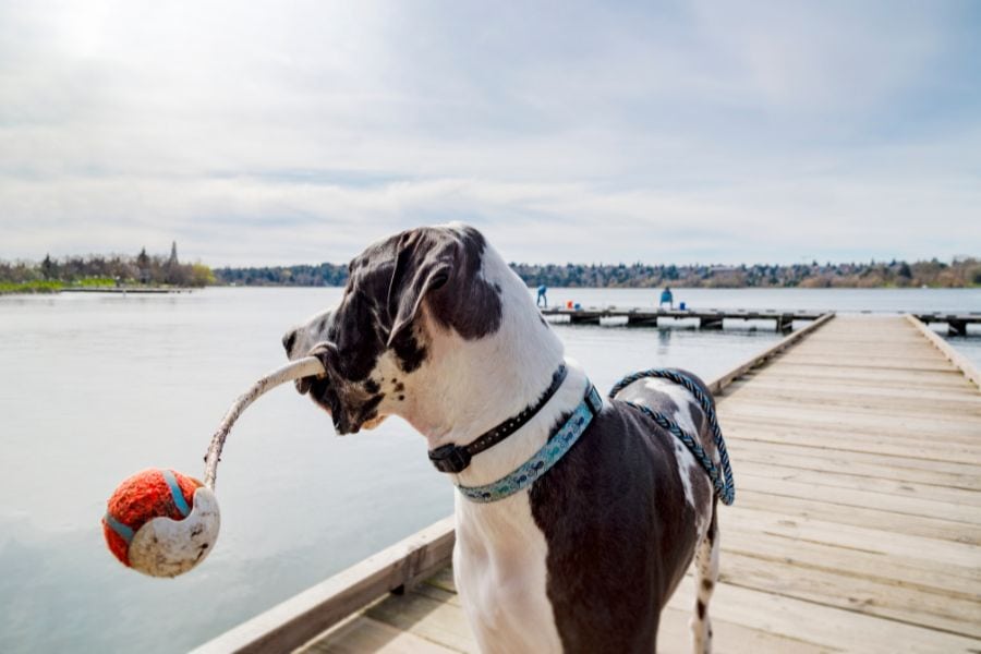 Great Dane standing on a dock holding a ball on a rope toy