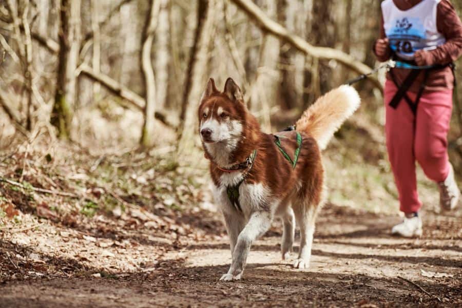 Siberian Husky running on a forest trail while attached to a person by leash