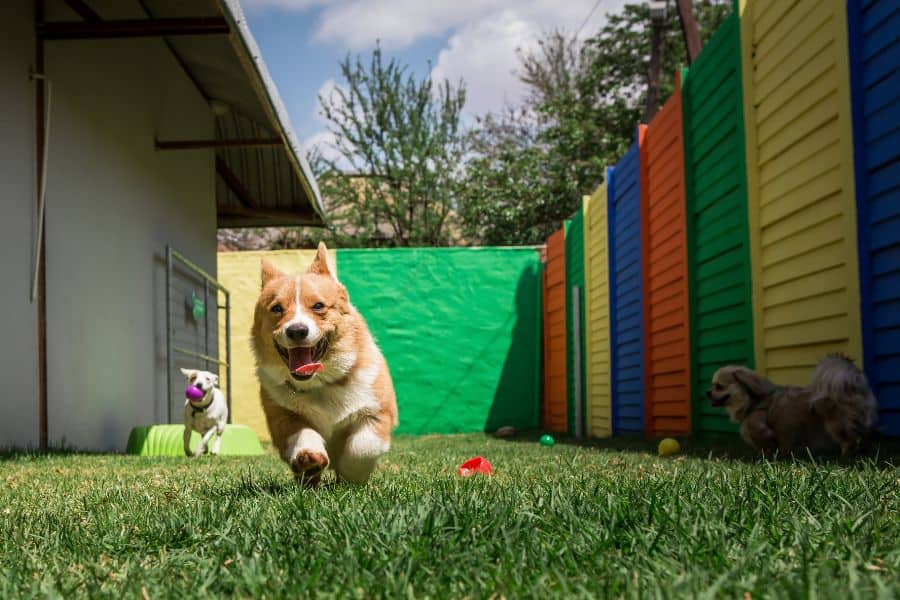 Corgi running happily in a colorful outdoor dog daycare play area