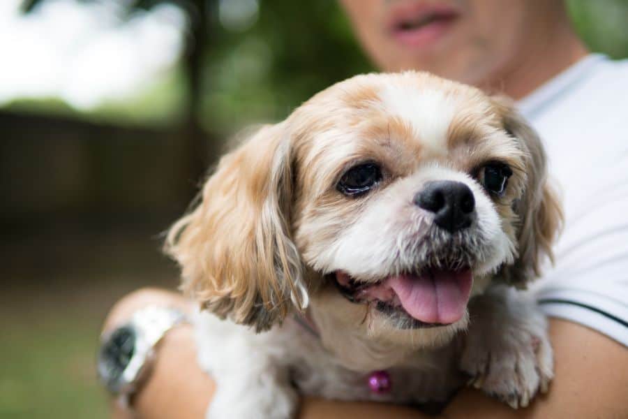 Shih Tzu being held in someone's arms, looking happy with tongue out.