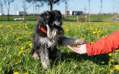 Potty Training Your Puppy: Routine & Consistency Are Key