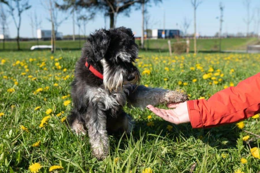 Miniature Schnauzer sitting in a field of dandelions while giving a paw to a person.