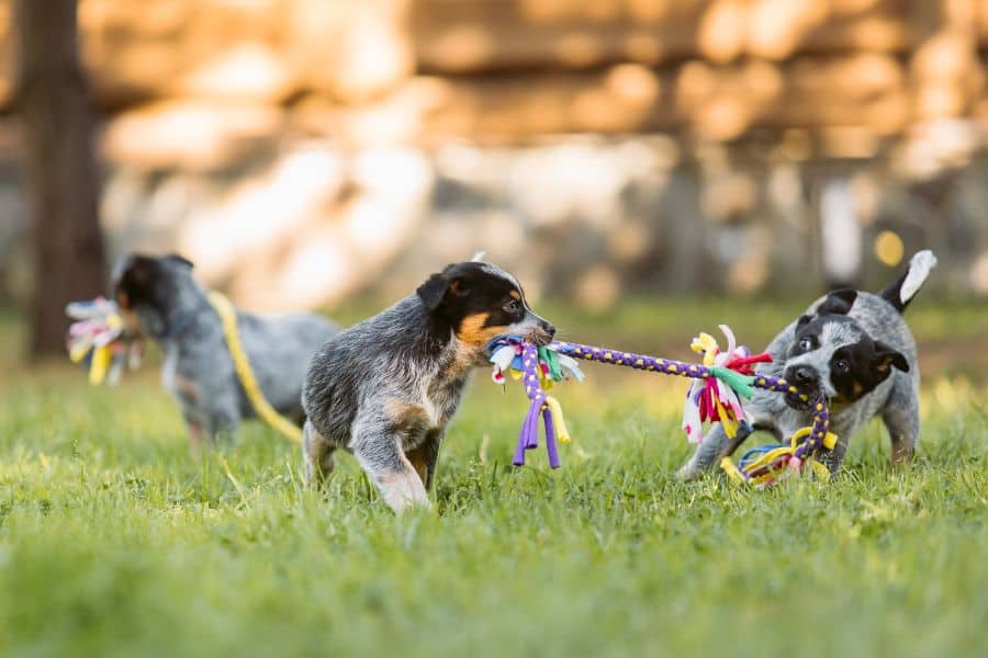 Australian Cattle Dog puppies playing tug-of-war with a colorful rope toy.